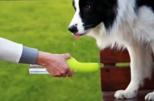小狗狗不喝水怎么办？如何让爱犬重拾水杯