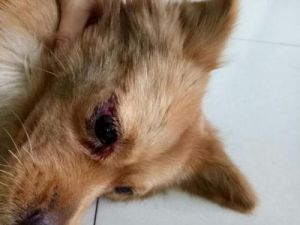 小狗眼角被意外剪伤，主人心疼不已