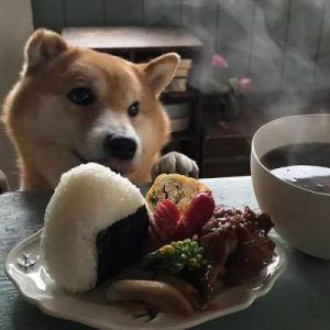 萌态可掬的狗狗吃饭温馨图片