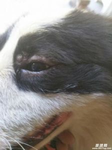 狗狗眼角白色的肉疙瘩：可能是哪些原因导致的？