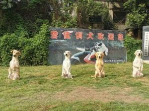 北京知名专业宠物训练基地