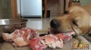狗狗不吃狗粮只吃肉，如何改善其饮食习惯？