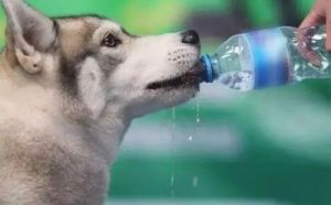 当狗狗不小心踩到烧碱水时，应立即采取措施