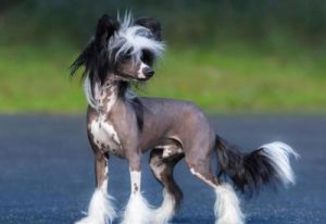 不掉毛的狗狗品种：毛发浓密活泼可爱的狗狗图片