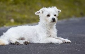 白色的长毛狗狗品种：它们的特点性格和养护