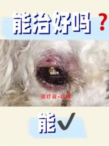 狗狗眼皮肿胀的成因与治疗方法