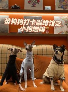 北京带狗狗出游的好去处：适合狗狗的公园咖啡馆和餐厅推荐