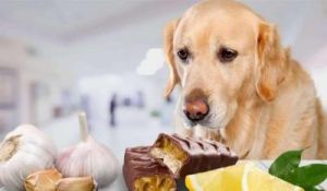 金毛犬误食巧克力导致中毒，主人紧急采取措施
