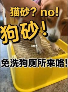 狗狗误食猫砂的解决方法