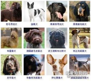 宠物狗大型犬品种：盘点最受欢迎的巨型犬种及其特点