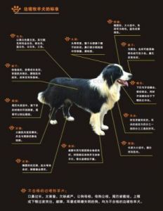 中国边境牧羊犬的12大品种：详尽的图片指南