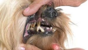 改善狗狗口腔健康的方法：狗狗牙黄口臭怎么办