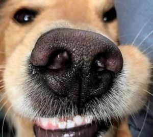 狗狗鼻子红的可能原因及解决方法