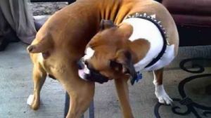 狗狗频繁舔舐屁股可能与多种原因有关，如以下几个方面：