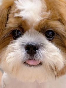 狗狗频繁吐舌头的可能原因及解决方法