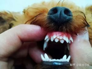 狗狗换牙期补钙的重要性与方法