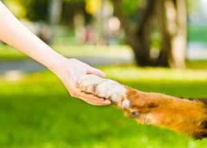 如何教授狗狗握手技巧，让它们成为社交达人的最佳伙伴
