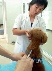 给狗狗进行肌肉注射的正确步骤和技巧