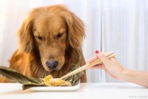 在喂食过多狗狗时，需要采取哪些措施来解决问题？