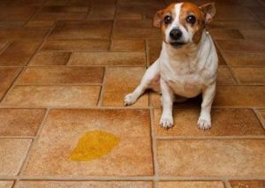 为什么狗的尿液和粪便具有强烈的腥臭味？