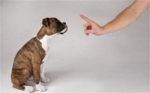 如何教育狗狗听话的技巧与方法