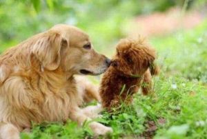 小型犬与大型犬之间的互动：揭秘小型犬为何不惧怕大型犬的奥秘