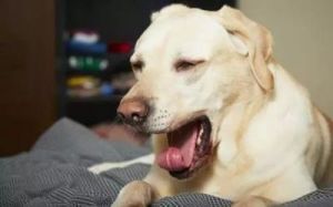 宠物健康指南：狗狗频繁咳嗽怎么办