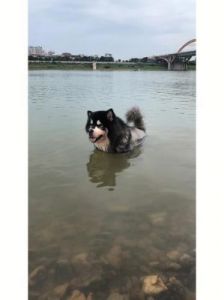 为什么狗在水中会翻滚？