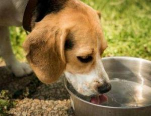 狗狗不太喜欢喝水的解决方法