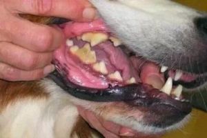狗狗咬牙的原因及其解决方法