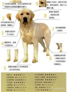 如何准确地辨别狗狗品种：从外观特征体型大小到毛色及性格特点