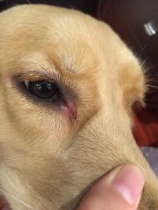 狗狗眼角红肿的解决方法及预防措施