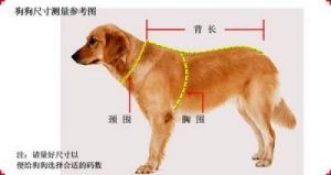 在家轻松测量狗狗头围的实用方法