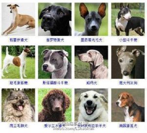 如何准确地识别不同狗狗品种的特征和特点