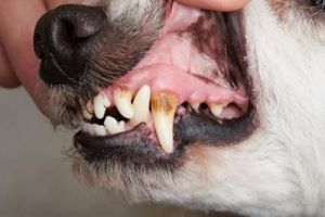 在宠物护理领域，为何会给狗镶牙？