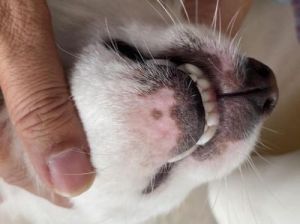 为什么狗的下巴经常瘙痒？