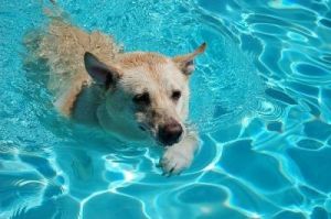 为什么狗游泳速度如此之快？