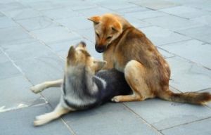 为什么狗能进行近亲繁殖，这对它们有何影响？