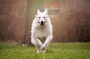 狗趴下时如何以惊人的速度奔跑：揭秘其独特运动原理