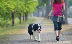 在城市中，为何狗狗需要定期外出散步的原因及其重要性