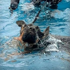 为什么狗游泳时会发出奇怪的叫声