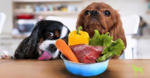 在我国，宠物狗可以适量食用蔬菜的原因及注意事项