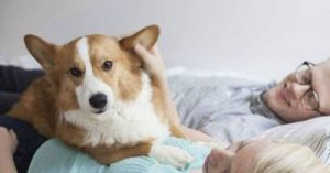 如何在保持狗狗健康的前提下，避免让它过早上床