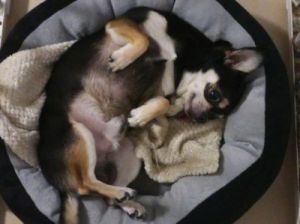 在家庭环境中，如何让狗狗养成正确的卧姿