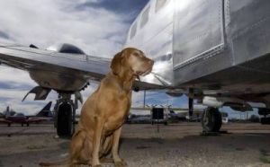 在宠物空运过程中，如何安全舒适地将狗狗接到目的地？