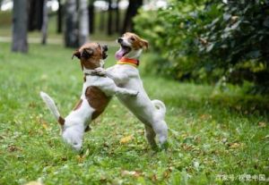 在城市公园里，常见到狗狗们打架的场景那么，为什么见到狗打架呢？