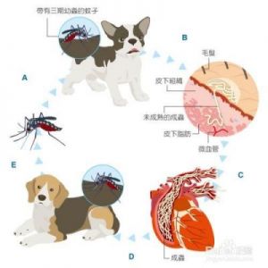 狗狗心丝虫的诊断方法与化验流程