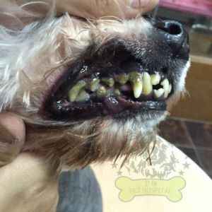 狗狗牙垢很严重怎么办？