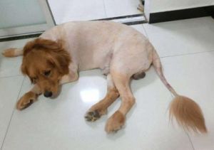 为什么狗不能频繁剪毛