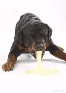 当狗狗不小心吃了脏东西导致呕吐时，作为主人应该如何应对呢？